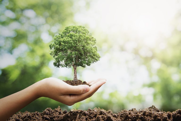 sustentabilidade represetnanda por duas mãos segurano uma muda de arvore